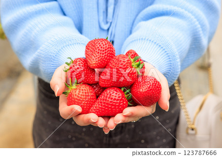 Strawberry picking: Bright red strawberries held in both hands 123787666