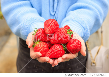 Strawberry picking: Bright red strawberries held in both hands Strawberry picking: Bright red strawberries held in both hands 123787669