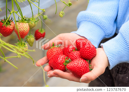 Strawberry picking: Bright red strawberries held in both hands Strawberry picking: Bright red strawberries held in both hands 123787670