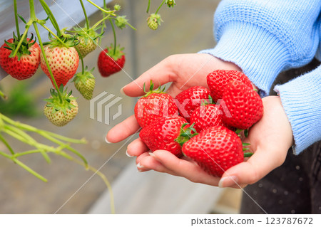 Strawberry picking: Bright red strawberries held in both hands Strawberry picking: Bright red strawberries held in both hands 123787672