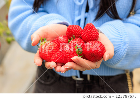 Strawberry picking: Bright red strawberries held in both hands Strawberry picking: Bright red strawberries held in both hands 123787675