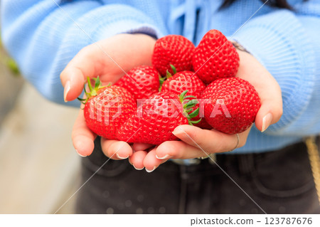 Strawberry picking: Bright red strawberries held in both hands Strawberry picking: Bright red strawberries held in both hands 123787676
