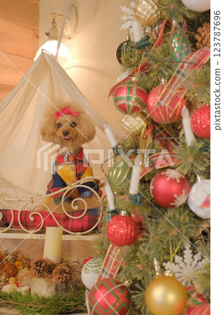 Christmas tree and toy poodle 123787696