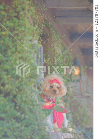 Christmas tree and toy poodle 123787703