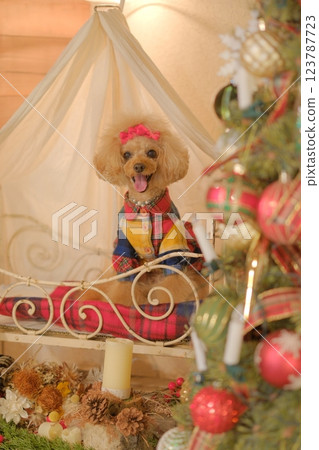 Christmas tree and toy poodle 123787723