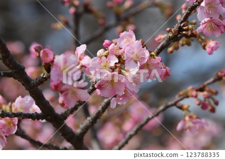 Pink Kawazuzakura flowers blooming in the park in early spring 123788335