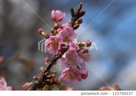 Pink Kawazuzakura flowers blooming in the park in early spring 123788337