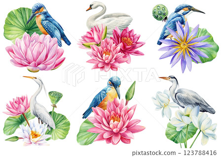 Water lilies and birds. Watercolor illustration with lotus flowers heron, kingfisher, swan. Elegant nature art design Water lilies and birds. Watercolor illustration with lotus flowers heron, kingfisher, swan. Elegant nature art design 123788416