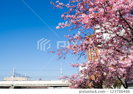 [Kawazu Sakura] Early-blooming cherry blossoms and a train at the Kyu-Nakagawa River in the early morning 123788486