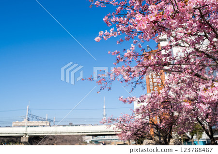 [Kawazu Sakura] Early-blooming cherry blossoms and a train at the Kyu-Nakagawa River in the early morning 123788487