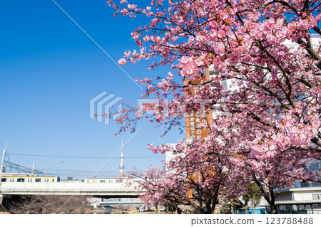 [Kawazu Sakura] Early-blooming cherry blossoms and a train at the Kyu-Nakagawa River in the early morning 123788488