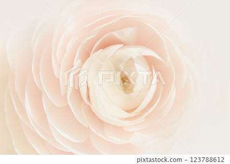 macro close-up of pale pink ranunculus flower, gentle pastel tones and natural lighting create dreamy, romantic atmosphere, perfect for use in floral designs, wedding or beauty and nature concepts. 123788612