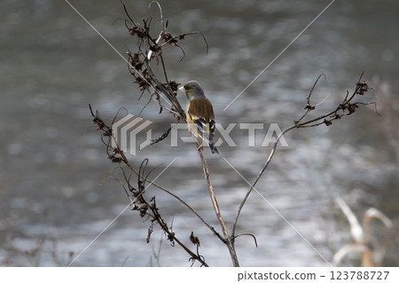 東方金翅 123788727