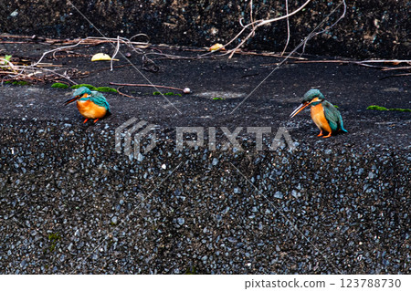 Kingfisher Kingfisher 123788730