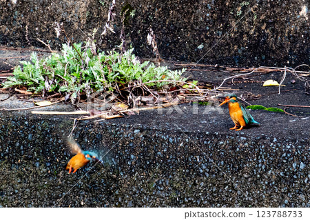 Kingfisher Kingfisher 123788733