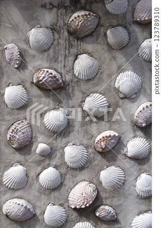 Scallop and abalone shell concrete wall 1 Scallop and abalone shell concrete wall 1 123789310