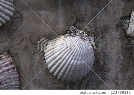 Scallop shell concrete wall 1 123789311