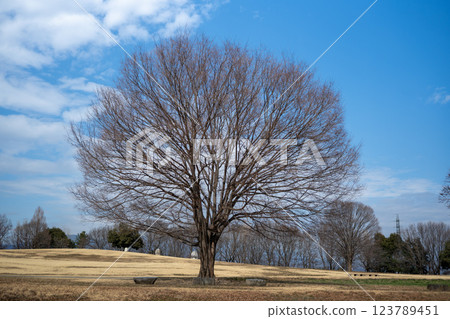 Beautiful scenery at Omuro Park Beautiful scenery at Omuro Park 123789451