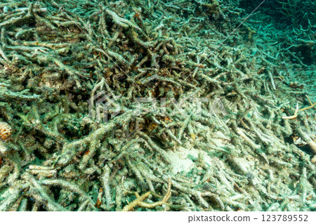 Bleached and dead coral branches, Ogasawara, Tokyo 123789552