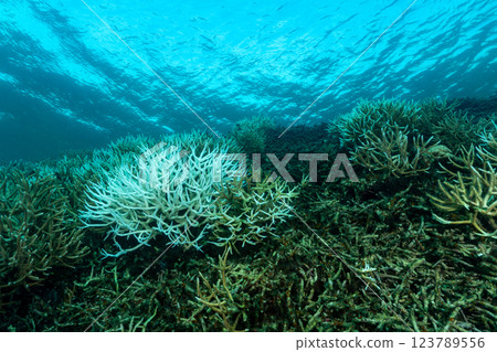 Bleached and dead coral branches, Ogasawara, Tokyo 123789556