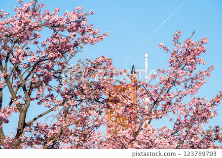 【河津櫻花】舊中川沿岸早開的櫻花 123789703
