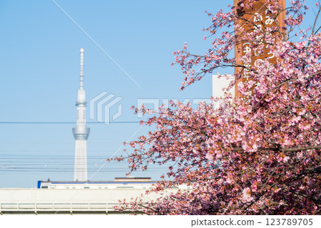 【河津櫻花】早開的櫻花與舊中川的電車 123789705