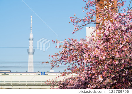[Kawazu Sakura] Early-blooming cherry blossoms and a train along the Kyu-Nakagawa River 123789706