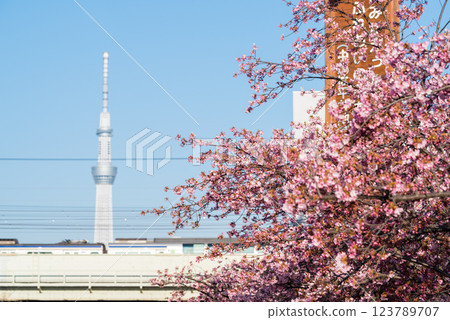 [Kawazu Sakura] Early-blooming cherry blossoms and a train along the Kyu-Nakagawa River 123789707