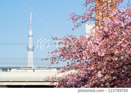 [Kawazu Sakura] Early-blooming cherry blossoms and a train along the Kyu-Nakagawa River 123789708