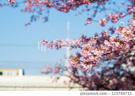 [Kawazu Sakura] Early-blooming cherry blossoms and a train along the Kyu-Nakagawa River 123789711