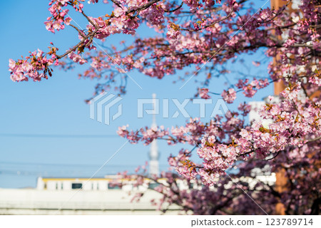 [Kawazu Sakura] Early-blooming cherry blossoms and a train along the Kyu-Nakagawa River 123789714