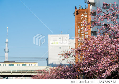 [Kawazu Sakura] Early-blooming cherry blossoms and a train along the Kyu-Nakagawa River 123789718