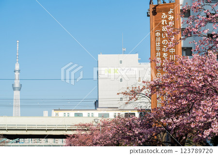 [Kawazu Sakura] Early-blooming cherry blossoms and a train along the Kyu-Nakagawa River 123789720
