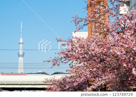 [Kawazu Sakura] Early-blooming cherry blossoms along the Kyu-Nakagawa River and the Narita Express 123789729
