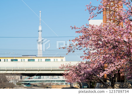 【河津櫻花】早開的櫻花與舊中川的電車 123789734