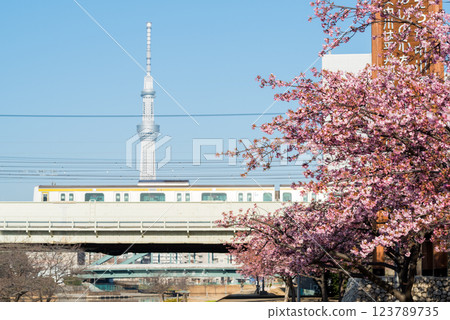 【河津櫻花】早開的櫻花與舊中川的電車 123789735