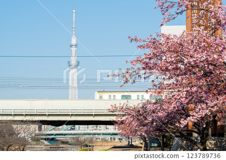 [Kawazu Sakura] Early-blooming cherry blossoms and a train along the Kyu-Nakagawa River 123789736