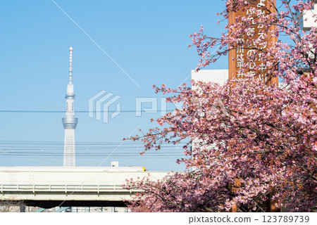 [Kawazu Sakura] Early-blooming cherry blossoms along the Kyu-Nakagawa River and the Wakashio Express 123789739