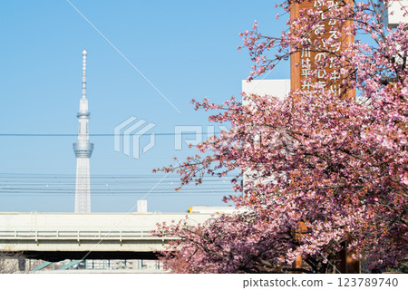 【河津櫻花】舊中川沿岸及若潮號列車的早櫻 123789740