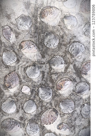 CG image Scallop and abalone shell wall 1 123789806