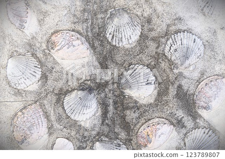 CG image Scallop and abalone shell wall 2 123789807