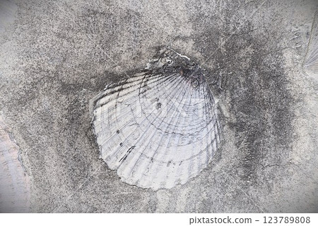 CG image pencil drawing style scallop shell wall 1 CG image pencil drawing style scallop shell wall 1 123789808
