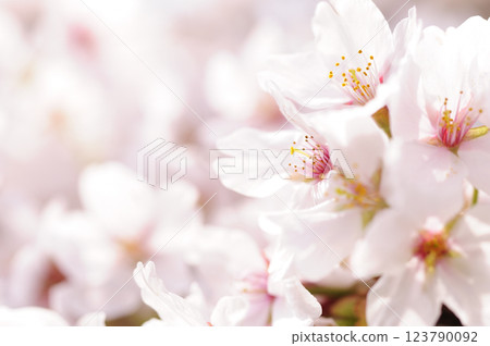 Sakura I saw someday 123790092