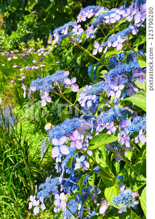Hondo-ji Temple: Beautiful hydrangeas and irises (Matsudo City, Chiba Prefecture) Hondo-ji Temple: Beautiful hydrangeas and irises (Matsudo City, Chiba Prefecture) 123790280