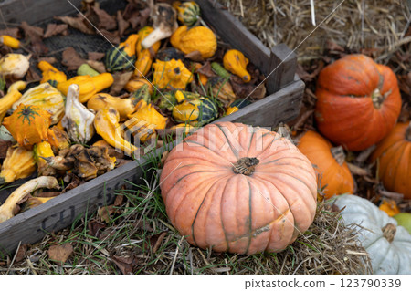 Traditional park decoration for Halloween with pumpkins 123790339