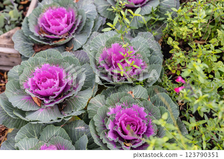 Fresh violet Cabbage plant leaves. Bed of ornamental cabbage Fresh violet Cabbage plant leaves. Bed of ornamental cabbage 123790351