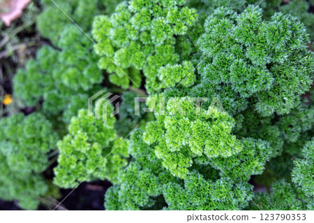 Background with green cabbage leaves. Healthy eating concept 123790353