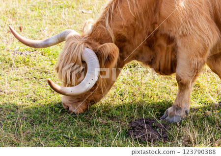 Rural landscape with grazing cow on a sunny day 123790388