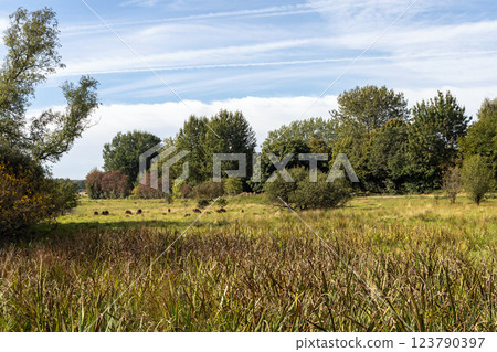Green meadow with sheep near the forest 123790397