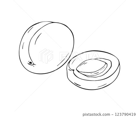 Hand drawn illustration of apricot.  Whole apricot, and half of apricot with pit inside, isolated on white 123790419
